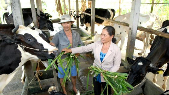Phát triển chăn nuôi bền vững tại Việt Nam