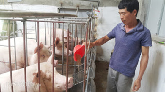 Giá lợn ngày 3/8 tại Đồng Nai xuống 32.000 đồng/kg, chỉ trang trại lớn mới dám tái đàn